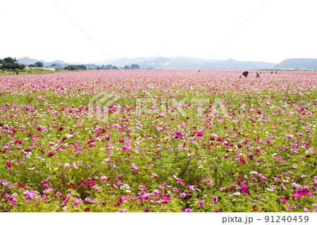 益子町のコスモス畑 益子町のコスモス畑 91240459