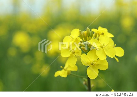 Rapeseed flower, close up and selective focus 91240522