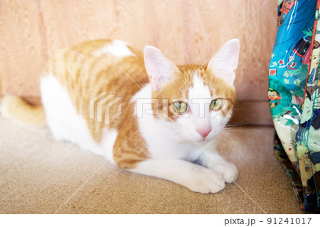 猫の日向ぼっこ・茶トラネコ 猫の日向ぼっこ・茶トラネコ 91241017
