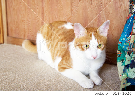 猫の日向ぼっこ・茶トラネコ 91241020