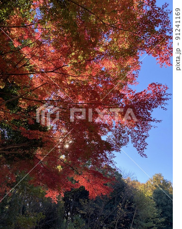 紅葉 91241169