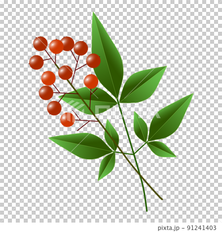 紅色南天竹果和綠葉 91241403