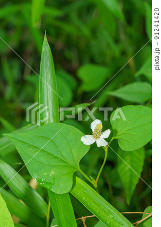 ゲドックス効果のあるドクダミ 91241420
