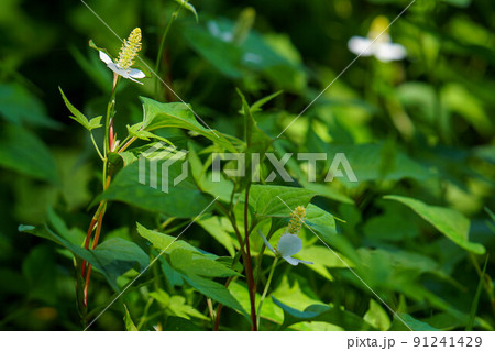 ゲドックス効果のあるドクダミ 91241429