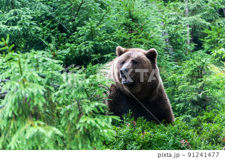 Wild brown bear (Ursus arctos) close up Wild brown bear (Ursus arctos) close up 91241477