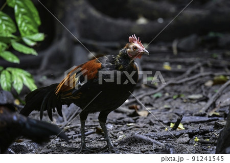 タイやマレーシアの東南アジアの国立公園の熱帯雨林で見られる野生の鶏、セキショクヤケイ 91241545