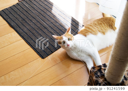 ゴロゴロする茶トラ猫 ゴロゴロする茶トラ猫 91241599
