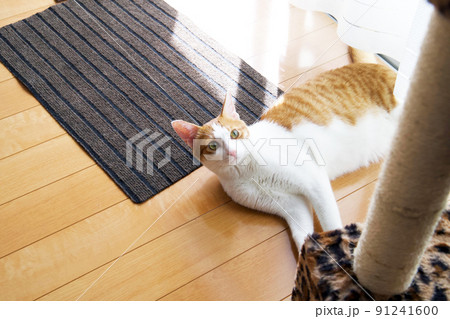 ゴロゴロする茶トラ猫 ゴロゴロする茶トラ猫 91241600