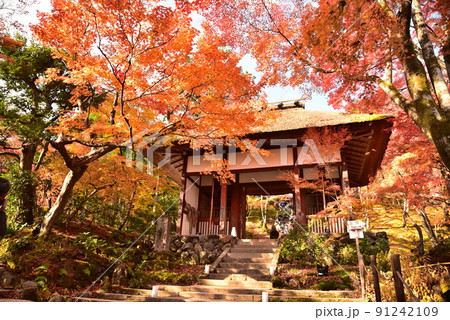 常寂光寺の仁王門と紅葉 91242109