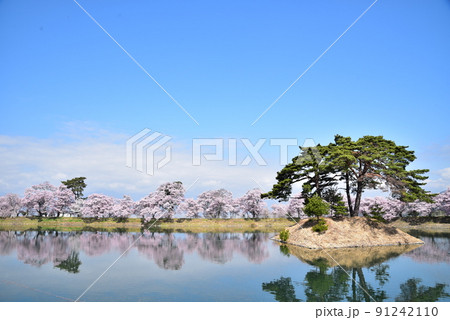 六道堤の桜 六道堤の桜 91242110