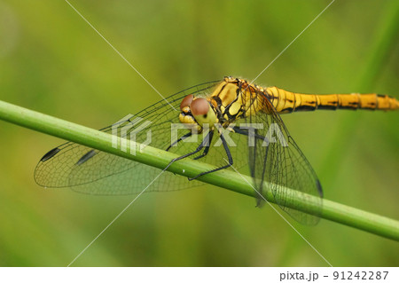 Closeup on a Ruddy darter, Sympetrum sanguineum sitting on a straw against a green background 91242287
