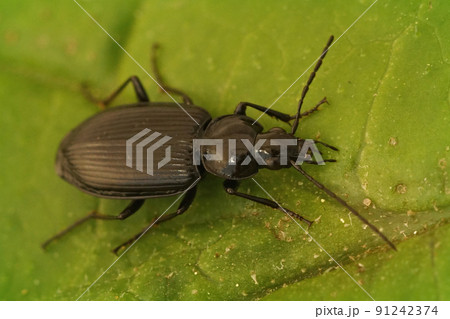 Closeup on a dark shiny ground beelte, Agonum, sitting on a green leaf Closeup on a dark shiny ground beelte, Agonum, sitting on a green leaf 91242374