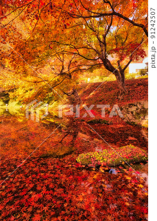 一面を覆いつくす紅葉 一面を覆いつくす紅葉 91242507