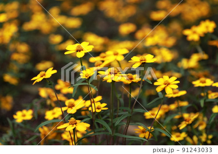 ホソバヒャクニチソウ 91243033