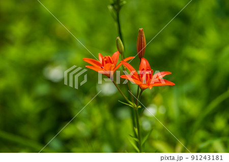 六甲高山植物園 初夏の花 六甲高山植物園 初夏の花 91243181