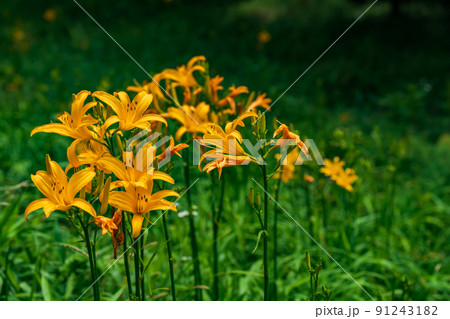 六甲高山植物園 初夏の花 六甲高山植物園 初夏の花 91243182