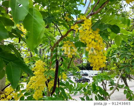 花 フラワー お花 91243665