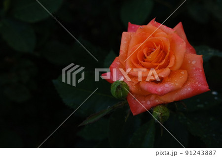Fresh orange rose with water drops with dark green leaves blured on background Fresh orange rose with water drops with dark green leaves blured on background 91243887