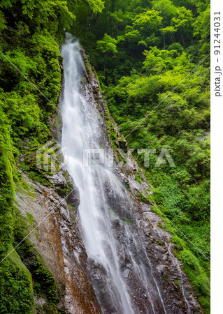 畔ヶ丸の新緑と本棚 91244031