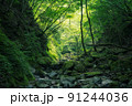 畔ヶ丸の苔と新緑と渓谷 91244036