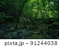 畔ヶ丸の苔と新緑と渓谷 91244038