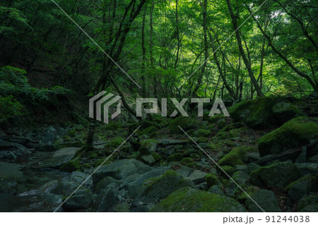 畔ヶ丸の苔と新緑と渓谷 91244038