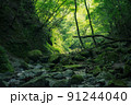 畔ヶ丸の苔と新緑と渓谷 91244040