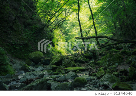 畔ヶ丸の苔と新緑と渓谷 91244040