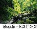畔ヶ丸の苔と新緑と渓谷 91244042