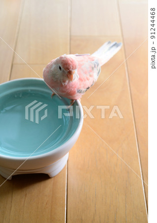 アキクサインコ アキクサインコ 91244468