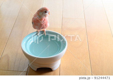 アキクサインコ アキクサインコ 91244471