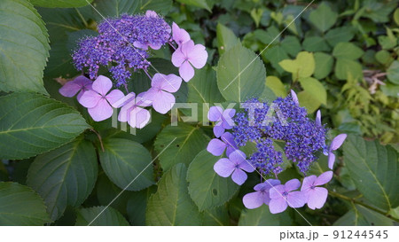 あじさい 91244545
