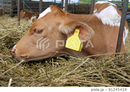 Guernsey cow calf in a barn with straw Guernsey cow calf in a barn with straw 91245439