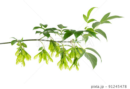 Ashleaf maple branch isolated on white background. Maple acer negundo leaves and seeds. Ashleaf maple branch isolated on white background. Maple acer negundo leaves and seeds. 91245478