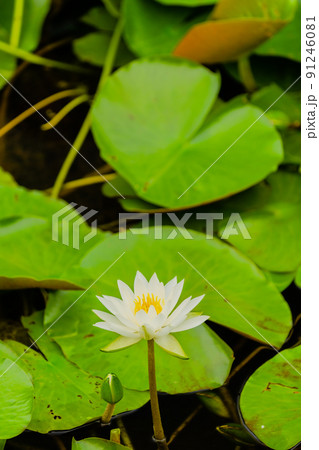 睡蓮の花 睡蓮の花 91246081