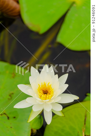 睡蓮の花 睡蓮の花 91246091