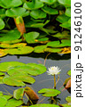 睡蓮の花 91246100