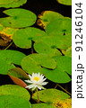 睡蓮の花 91246104