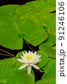 睡蓮の花 91246106