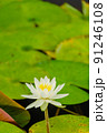 睡蓮の花 91246108