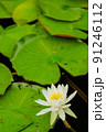 睡蓮の花 91246112