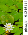 睡蓮の花 91246114