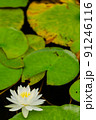 睡蓮の花 91246116