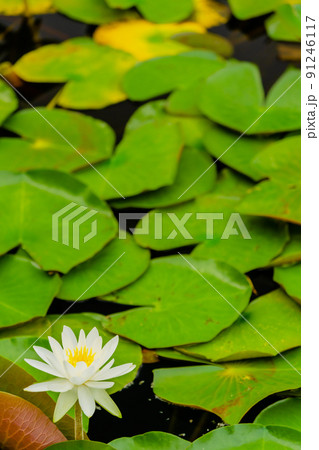 睡蓮の花 睡蓮の花 91246117
