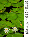 睡蓮の花 91246119
