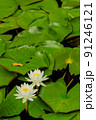 睡蓮の花 91246121