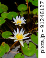 睡蓮の花 91246127