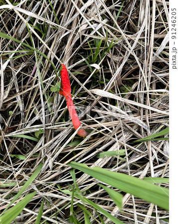 草むらに生えるスッポンタケ 91246205