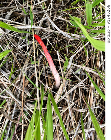 草むらに生えるスッポンタケ 草むらに生えるスッポンタケ 91246206