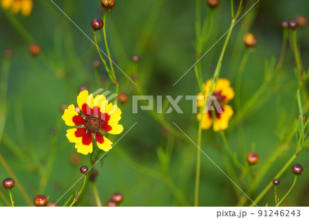 ハルシャギクの花 91246243